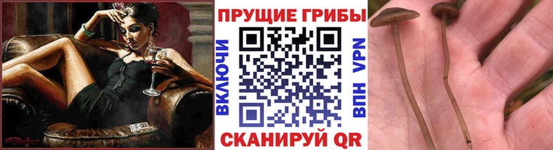 мега ССЫЛКА Усть-Катав Галлюциногенные грибы прущие грибы наркота